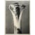 Karl Blossfeldt Untitled, from Wunder In Der Natur (Miracles in Nature), 1942 Photogravure, Young Monkhood Shoot