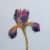 Fletcher Prentice painting of a single dark purple iris flower