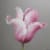 Fletcher Prentice oil painting on canvas of a tulip with fuchsia and white petals on a beige grey background.
