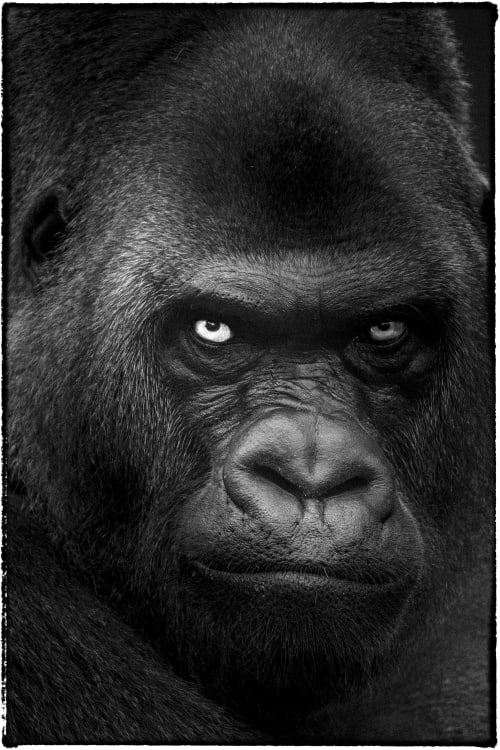 © Yasunori Matsui “Eyes, Western Lowland Gorilla” 161×111cm, Archival pigment print, 2014, Courtesy of AN INC.