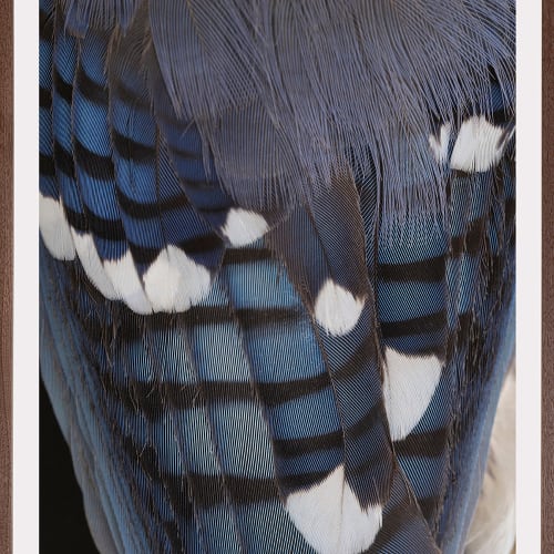 Thaddeus Holownia, Blue Jay, 2022