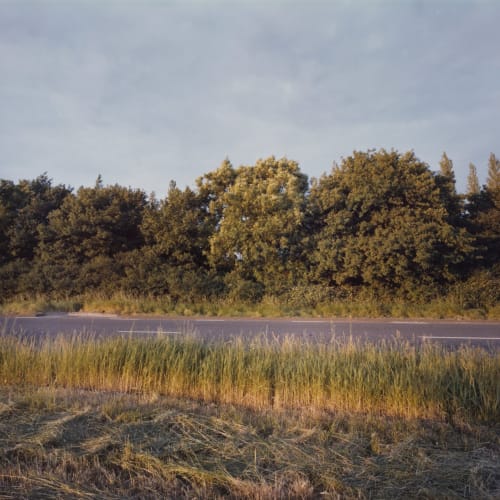 Paul Graham, Hedge in wind, Bedfordshire, june 1982
