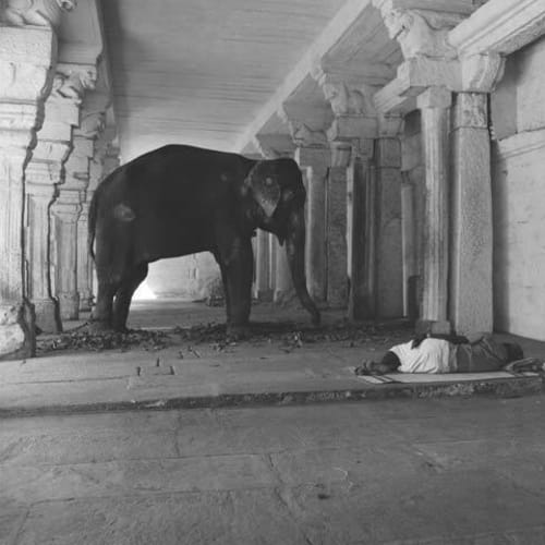 Derry Moore, Elephant in Minakshi Temple, Madurai