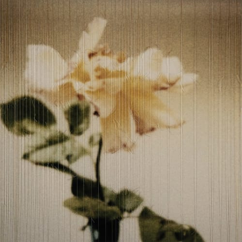 Susanne Wellm, Late Blooming (Yellow Rose), 2023