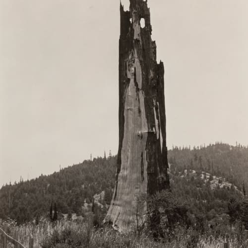Ansel Adams, Snag near Scotia, Medicino, CA, 1938