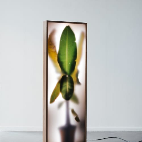 REM Atelier, Growing Plants Indoors Colors