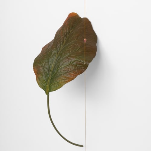 Tania Pérez Córdova, Rumex alpinus L., 2022