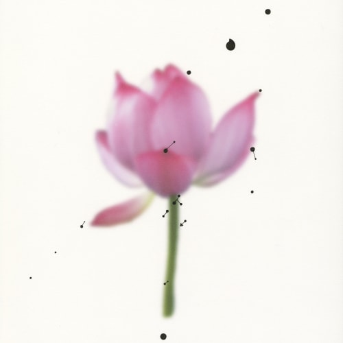 An out-of-focus lotus flower with some hand-painted accents