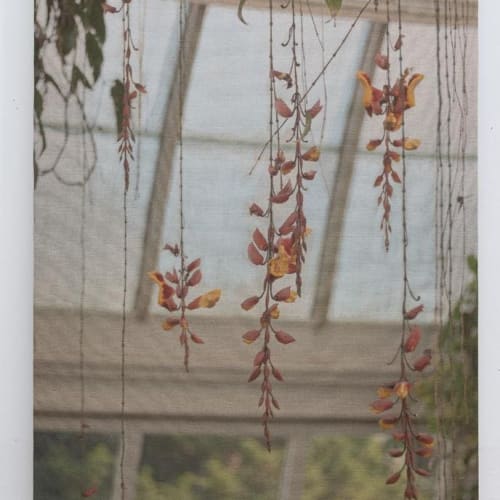 Mysore Clockvine dangling in the greenhouse