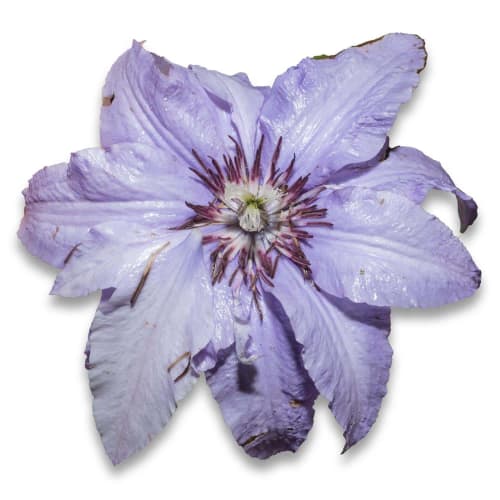 a Purple Clematis