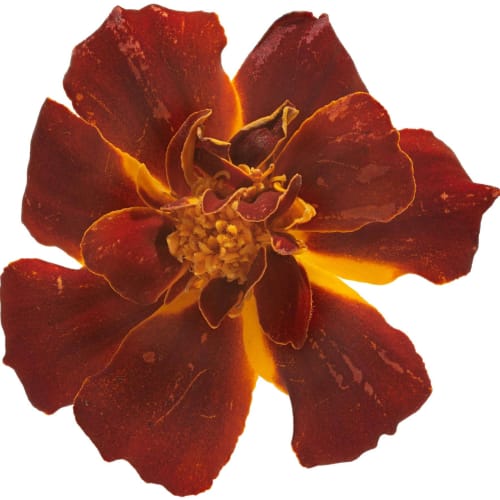 a Red Marigold