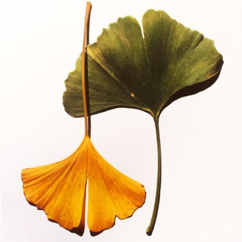Irving Penn