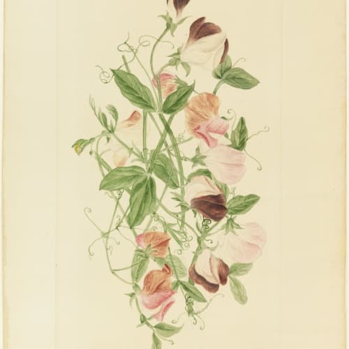 Henrietta Benson Homer Sweet Peas, 1875