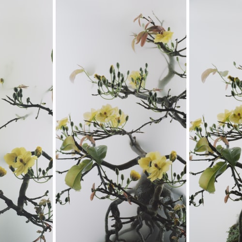 Still Life 014 - Yellow Mai Flower, 2020
