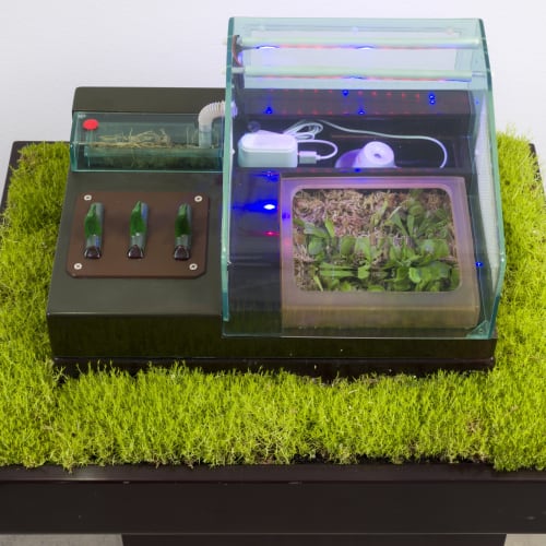 Carl Cheng, Supply & Demand (1972). Venus flytraps, insects, plastic case, humidifier, wiring, grass, wood pedestal, grow lamps, 47 x...