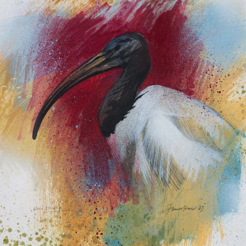 <div class="artist">Jim Starr</div><div class="title_and_year"><span class="title_and_year_title">Sacred Ibis</span></div><div class="signed_and_dated">'James Starr 23'</div><div class="medium">mixed media with pencil</div><div class="dimensions">14½ x 14½ in. (36.6 x 36.6 cm)</div>