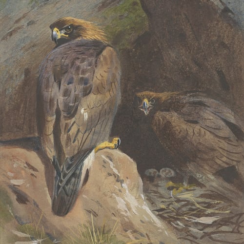 Archibald Thorburn - Eagle Eyrie