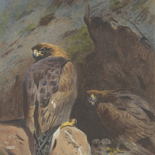 Archibald Thorburn (1860-1935) - Eagle Eyrie