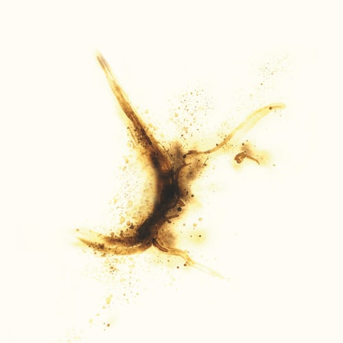 Guglielmo Maggini, L’ALLATTAMENTO, burned milk on paper / scanned on PVC