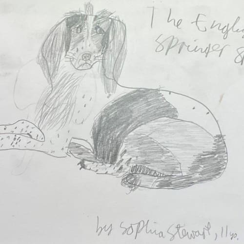 A child's pencil drawing of a handsome spaniel lying down with its head listening and alert
