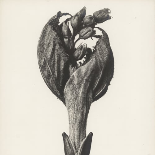 Karl Blossfeldt