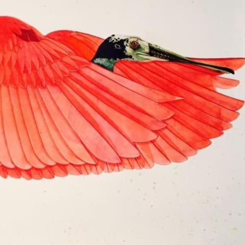 Scott Kelley Roseate Spoonbill, 2016 Watercolor and gouache on paper 30 x 40 inches Titled, dated, signed (l.c.) For sale at Surovek