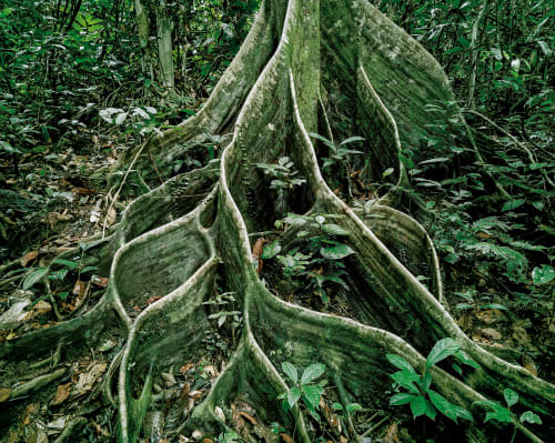 Olaf Otto Becker Primary Forest 18, Roots, Malaysia 10/2012, 2012 archival pigment print 61 x 73 cm without frame