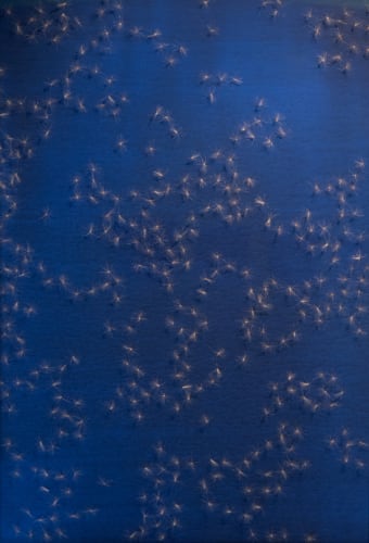 Sara Maher Weight and elevation, 2010 - 2016 ink, pigment, deseeded thistledown on paper, framed 131 x 91.5 cm (frame size)