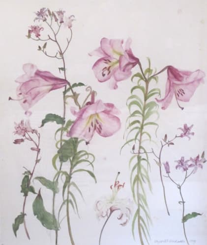 ELIZABETH BLACKADDER Pink Lilies and Japanese Toad Lilies (Tricyrtis Hirta), 1999 watercolour 24 1/2 x 20 1/2 in 62.2 x 52.1 cm