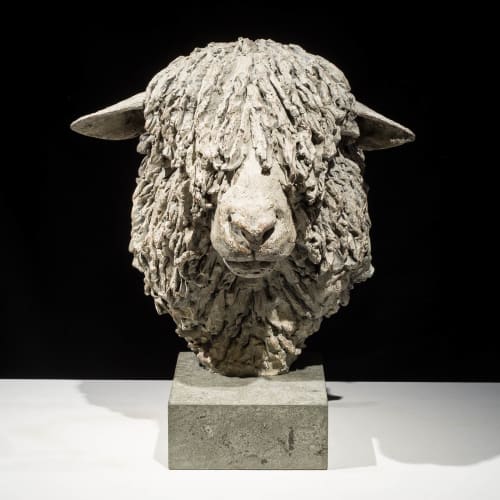 Hamish Mackie, Cotswold Ram Head, 2015