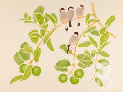 Danka Napiorkowska, Jambu and Java Sparrows