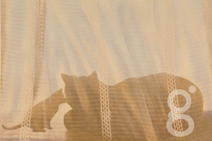 Elizabeth Gould, Light Breeze