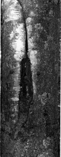 Thaddeus Holownia Tree XVI, 2001-2003 archival pigment print 81 1/2 x 33 in. 207.0 x 83.8 cm Ed. 1/3