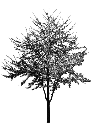 100 Trees (Prints), 2020-24 Giclée print (Digital archive print) 40 x 30 cm (A3 size) Edition of 100 plus 5 artist's proofs