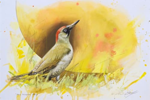 Andrew Denman, Green Woodpecker Study , 2023
