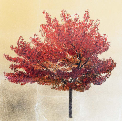 Robert Pereira Hind, Acer Triflorum