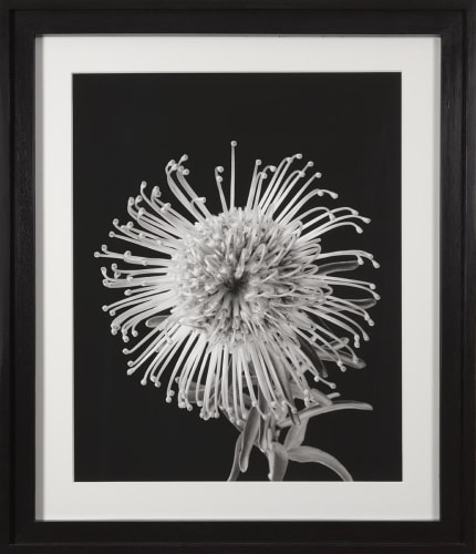 Marc Stanes, Pin Cushion, 2005