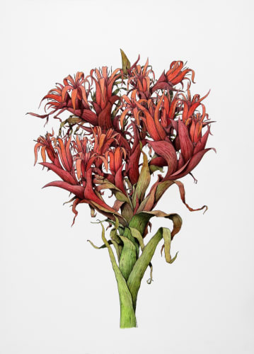 Angus Fisher, Gymea Lily, 2023