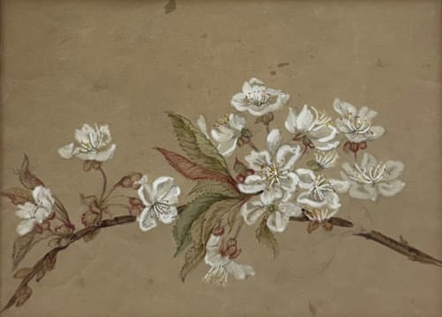 Emily Cole, Cherry Blossom, 1890