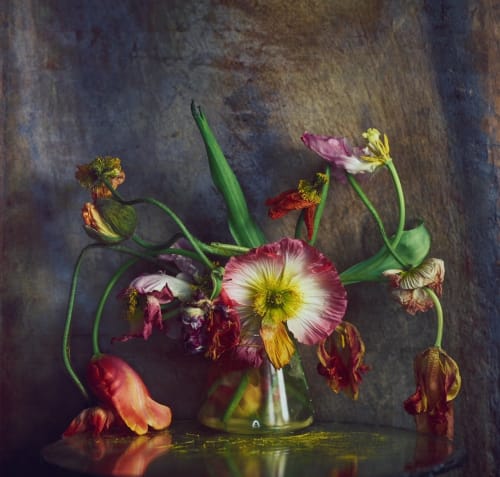 Richard Learoyd, Untitled, Poppies, 2024