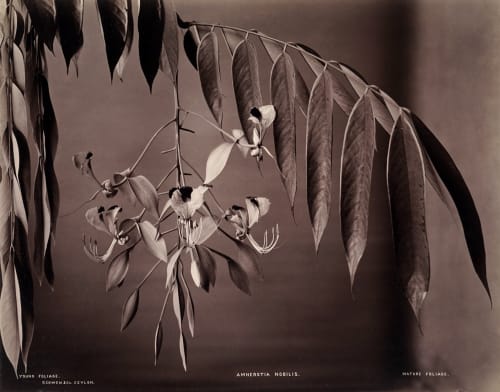 Charles Scowen, Young Foliage. Amherstia Nobilis. Mature Foliage, c. 1870-1879