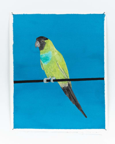 Ripley Whiteside Nanday Parakeet / Tame Animals Return to the Wild, 2022 Aquarelle / Watercolour 12 1/2 x 10 " 31.8 x 25.4 cm Séries: Book of Wonders