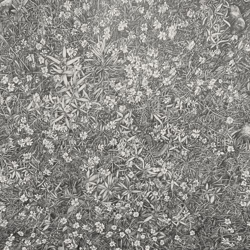 Nina Elder Superbloom, 2023 Graphite on paper 36" x 36"