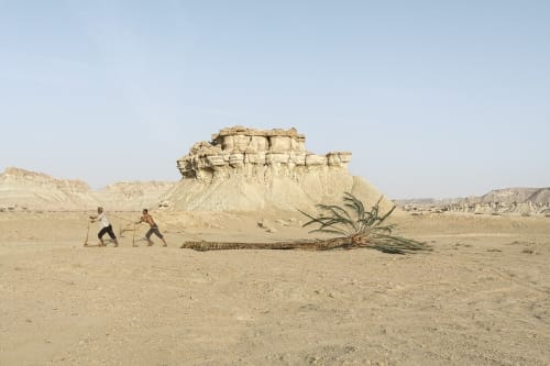 Gohar Dashti, Stateless (palm tree) EXHIBITION PROOF, 2015