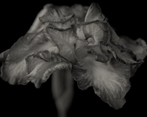 Yumiko Izu, Secret Garden (Noir) 107, 2011