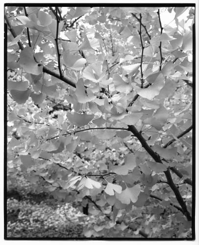 Nicholas Nixon, Arnold Arboretum No. 3, 2021