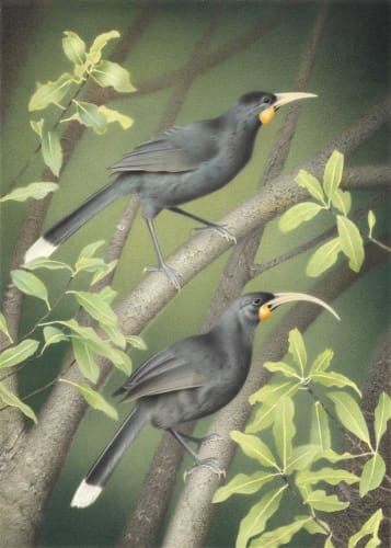 Paul Martinson Pair of Huia, 2021 watercolour and watercolour pencil on paper 900 x 690 mm