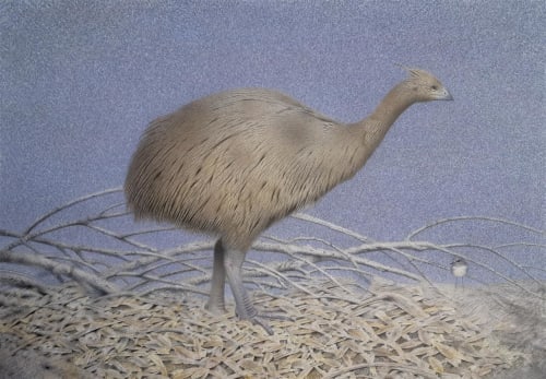 Paul Martinson Crested moa (Pachyornis australis) compared to a South Island Robin, 2019 watercolour, watercolour pencil and gouache on paper 870 x 1140 mm