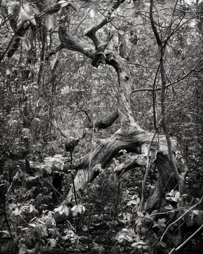 Mark Nettenbreijers Rise & Fall VII, 2013 Pigment print on Hahnemühle Baryta paper 120 x 147 cm (image size 108 x 135) Edition of 5 plus 1 artist's proof