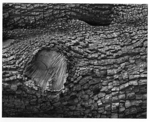 Luiz Carlos Felizardo Alligator, Granite Mountain, Prescott, AZ, 1984 Cópia vintage em gelatina e prata / Vintage gelatin silver print 16 x 20.5 cm 6 1/4 x 8 1/8 in